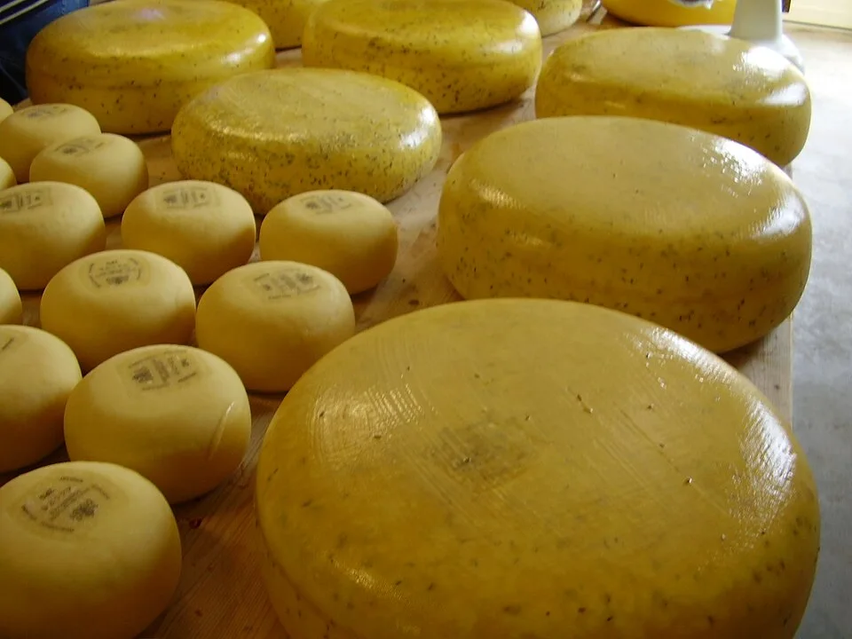 Gouda cheese
